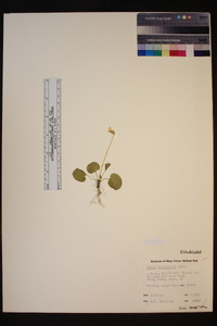 Viola macloskeyi image